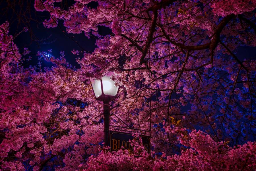 대구 이월드 벚꽃 축제