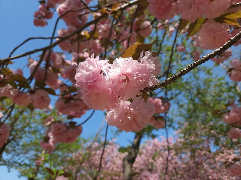 보문호 겹벚꽃 근접사진
