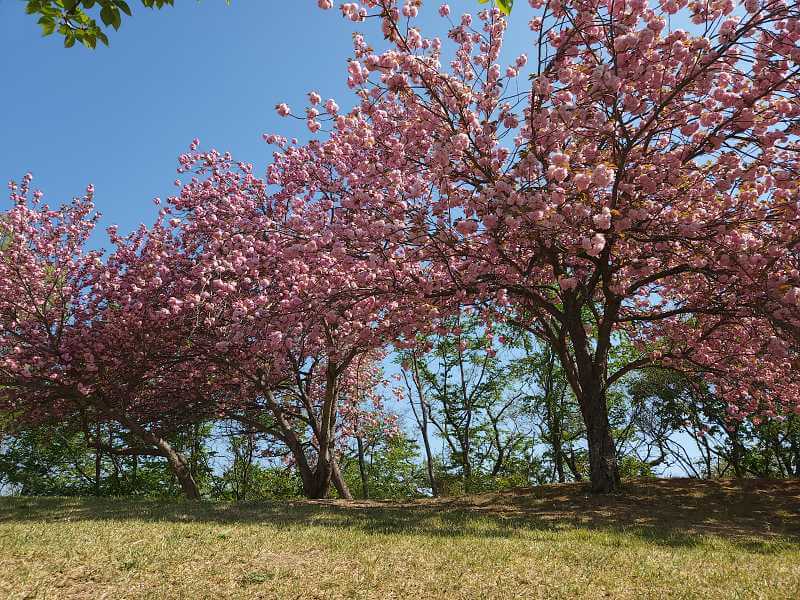 겹벚꽃 나무 두그루