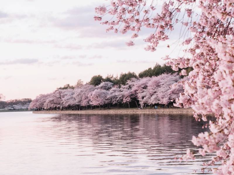 여의도 벚꽃 축제 2022