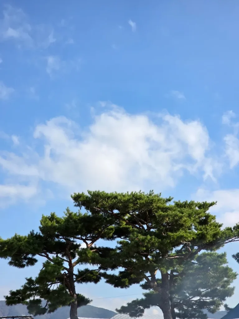 8. 멋진 소나무와 푸른 하늘